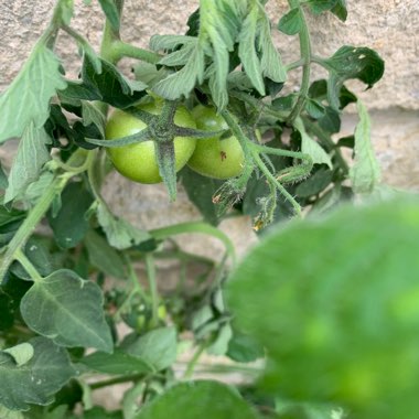 Solanum lycopersicum 'Alicante'