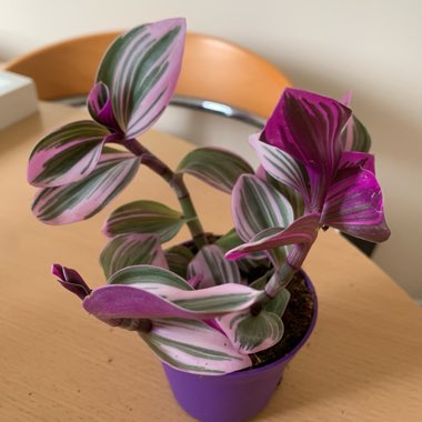 Tradescantia albiflora 'Nanouk'