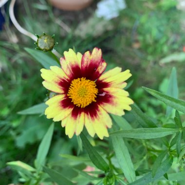 Coreopsis 'Big Bang™ Redshift'