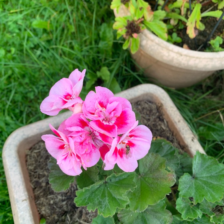 Plant image Pelargonium x hortorum