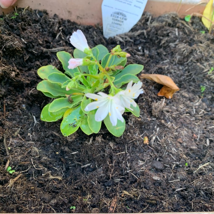 Plant image Lewisia 'Mountain Dreams'