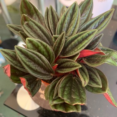 Peperomia caperata 'Rosso'