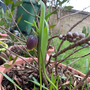 Fritillaria uva-vulpis