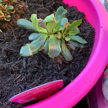 Lewisia 'Mountain Dreams'