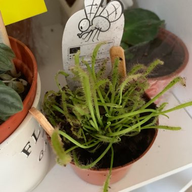 Drosera Capensis Alba