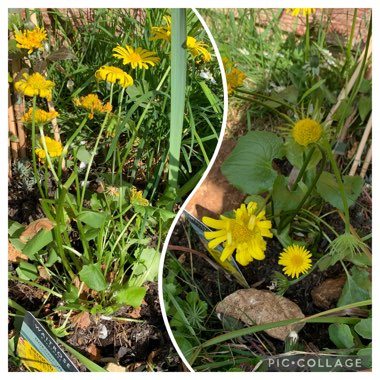 Doronicum orientale 'Leonardo™ Compact'