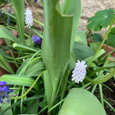 Muscari aucheri 'White Magic'