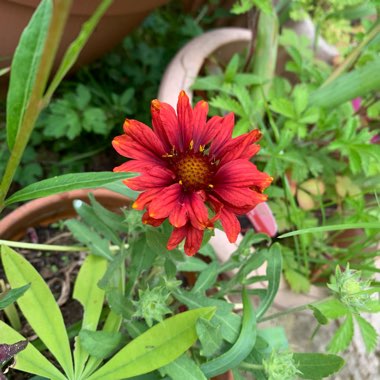 Gaillardia x grandiflora 'Mesa Red' (Mesa Series) syn. Gaillardia 'Red'