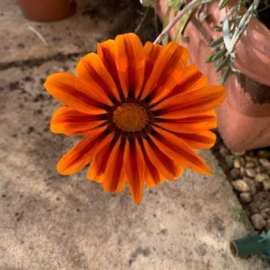 Gazania 'Frosty Kiss'