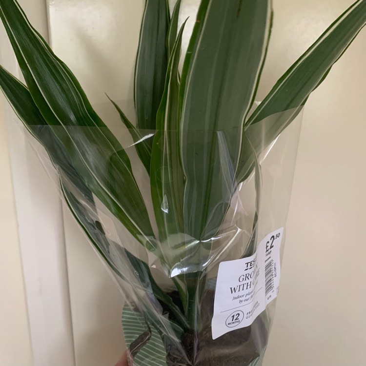 Plant image Dracaena deremensis 'Warneckii'