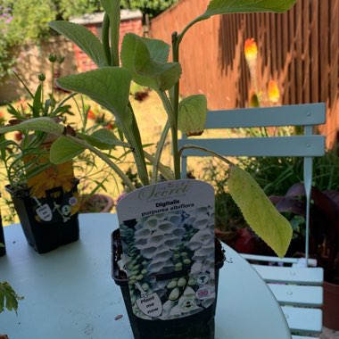 Digitalis purpurea 'Alba'