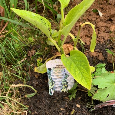 Digitalis purpurea 'Alba'