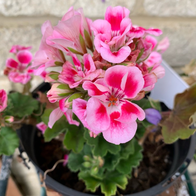 Plant image Pelargonium x hortorum