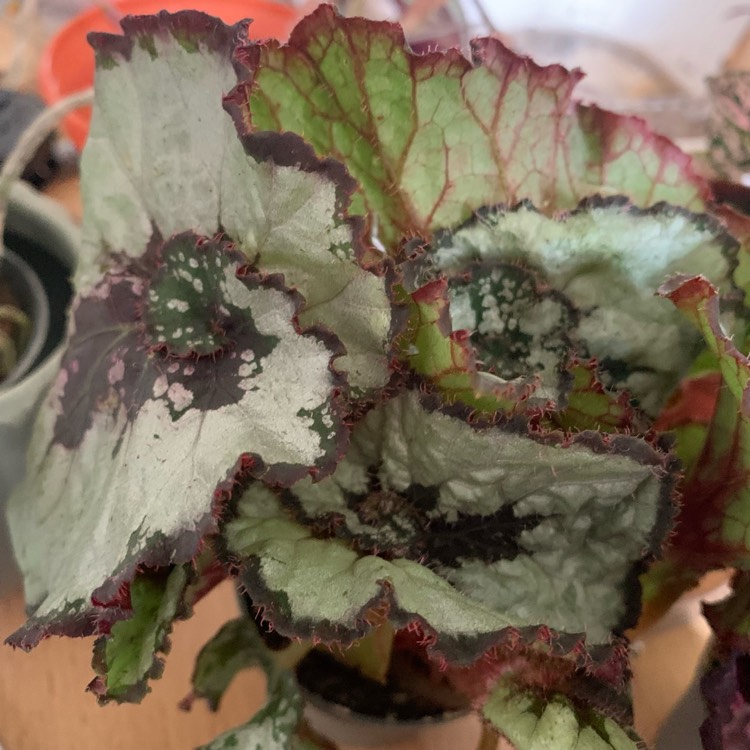 Plant image Begonia (Rex Cultorum Group) 'Escargot' syn. Begonia rex 'Escargot'