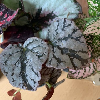 Begonia (Rex Cultorum Group)  syn. Begonia rex