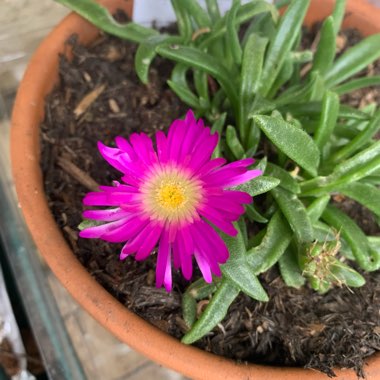 Delosperma sutherlandii