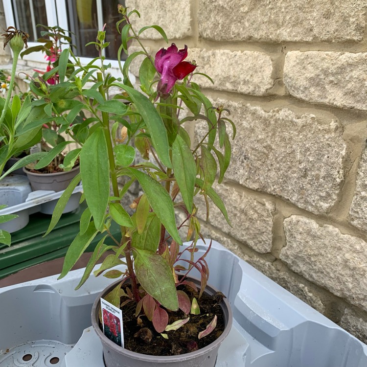 Plant image Antirrhinum majus 'Sonnet Mix' (Sonnet Series)