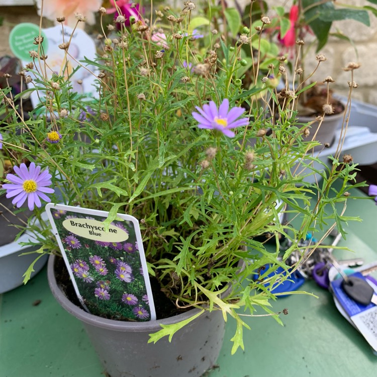 Plant image Brachyscome angustifolia