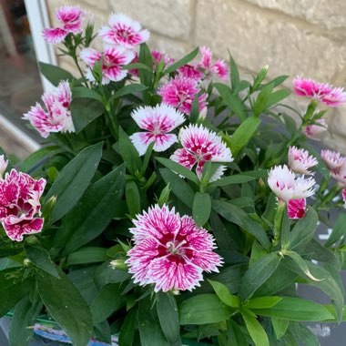 Dianthus 'Festival White Flame'