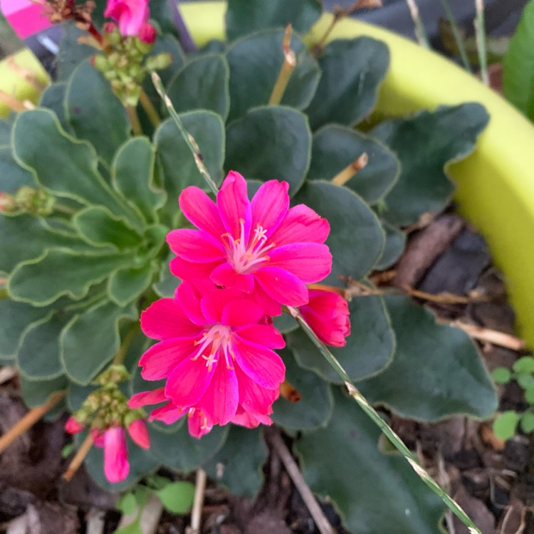 Plant image Lewisia Cotyledon Hybrid 'Rainbow' (Mix) syn.  Lewisia Cotyledon Hybrid 'Regenbogen' (Mix)