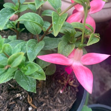 Fuchsia 'Paula Jane'