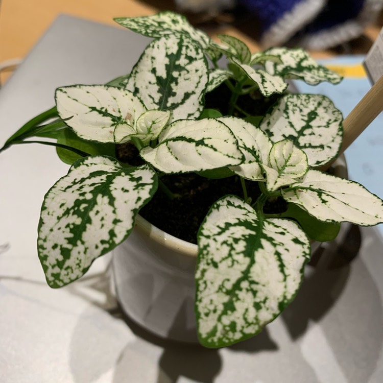 Plant image Hypoestes phyllostachya 'White Splash'