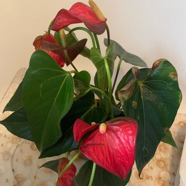 Anthurium (Andraeanum Group)  syn. Anthurium andraeanum