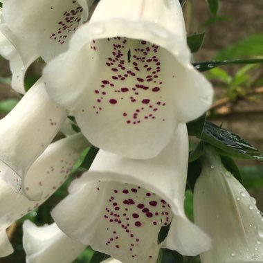 Digitalis purpurea 'Dalmatian Mixed'