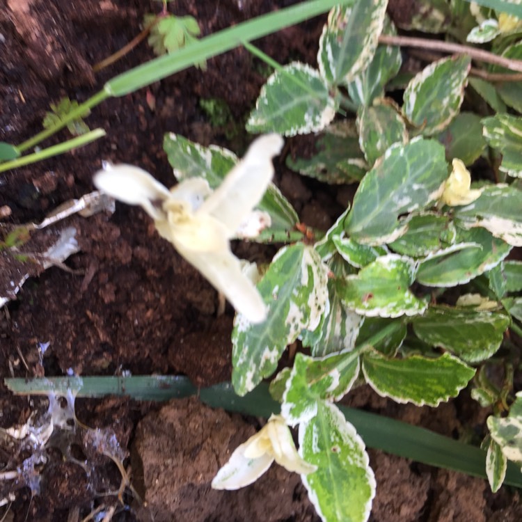 Plant image Euonymus fortunei 'Harlequin'