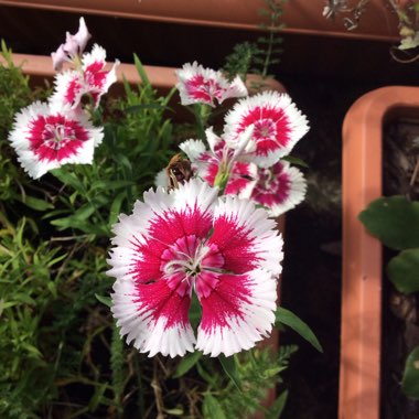 Dianthus chinensis 'Floral Lace Picotee'