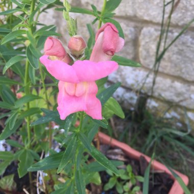 Antirrhinum