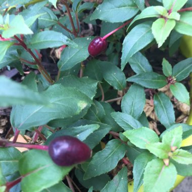 Fuchsia 'Snowcap'