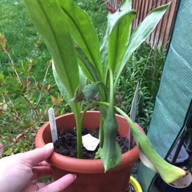 Zantedeschia rehmannii