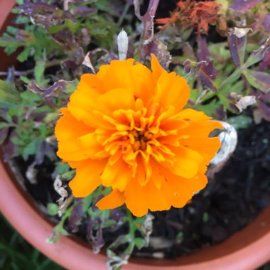 Tagetes Patula 'Safari mixture'