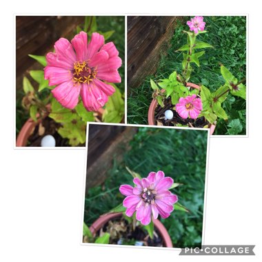 Zinnia 'California Giants Mix' syn. Zinnia 'Giants of California Mix'