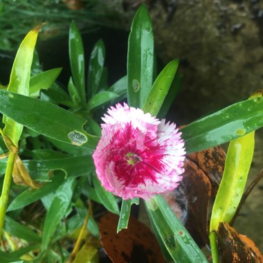 Dianthus chinensis 'Super Parfait Strawberry'