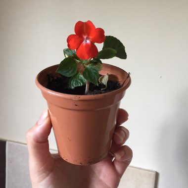 Impatiens Walleriana Imara