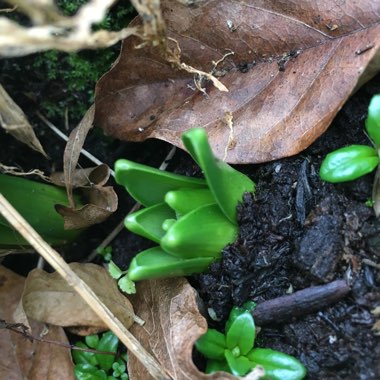 Hyacinthus orientalis