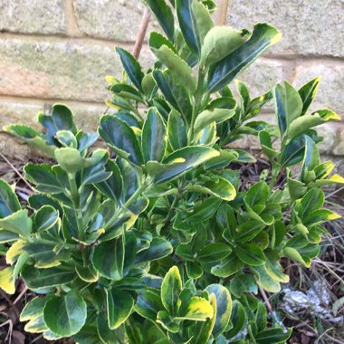 Euonymus japonica 'Aureo-marginata'