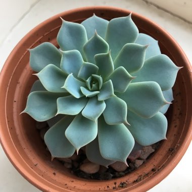 Echeveria Secunda