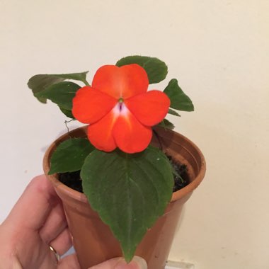 Impatiens Walleriana Imara