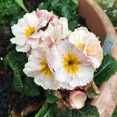 Primula polyantha 'Stella Champagne'