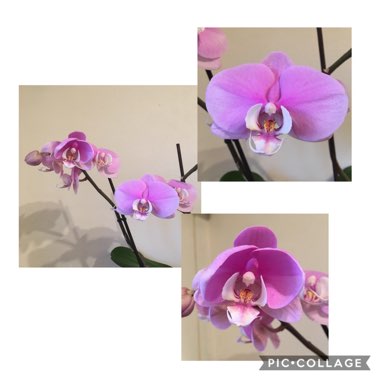 Phalaenopsis 'Marillion'