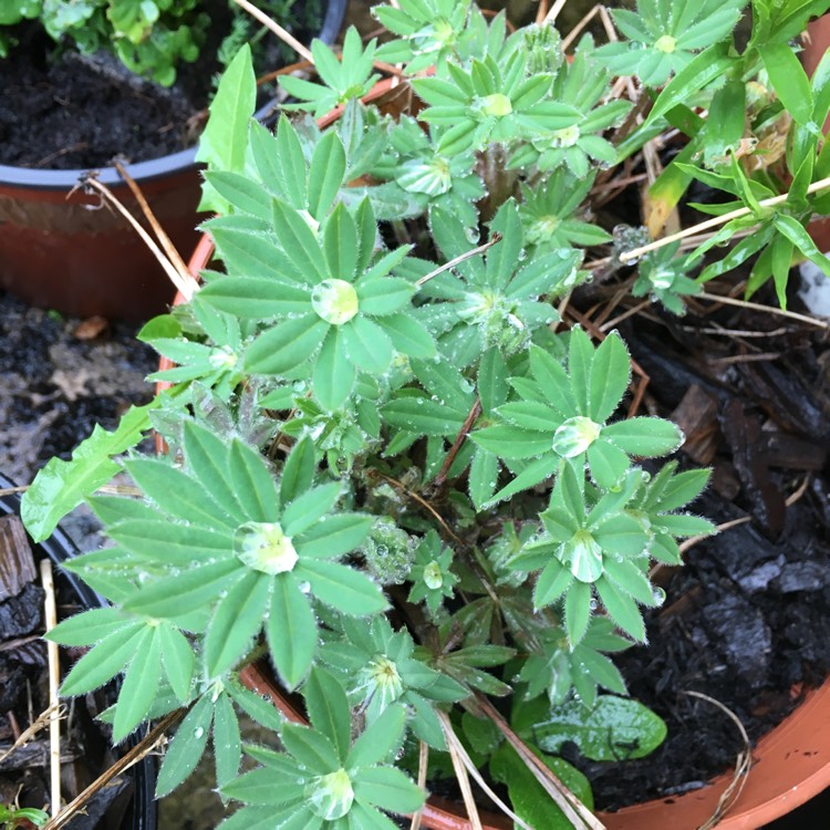 Plant image Lupinus polyphyllus 'Lupini Red'