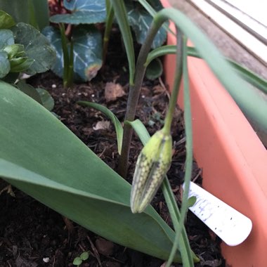 Fritillaria meleagris