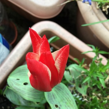 Tulipa 'Pinocchio'