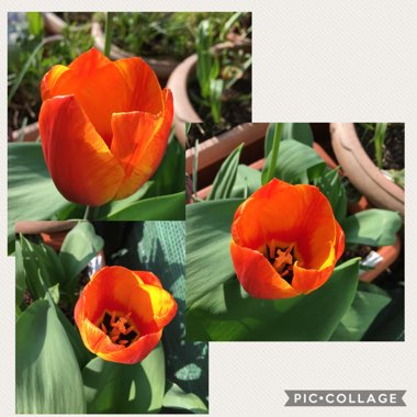 Tulipa (Rembrandt Group)