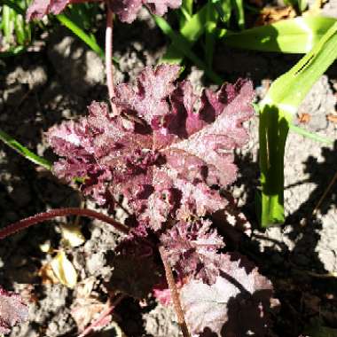 Alumroot 'Berry Smoothie'