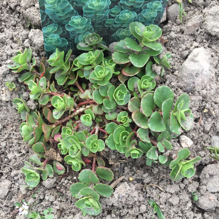 Plant image Sedum Spurium 'Green Mantle'