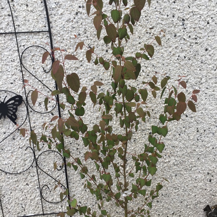 Plant image Cercidiphyllum japonicum